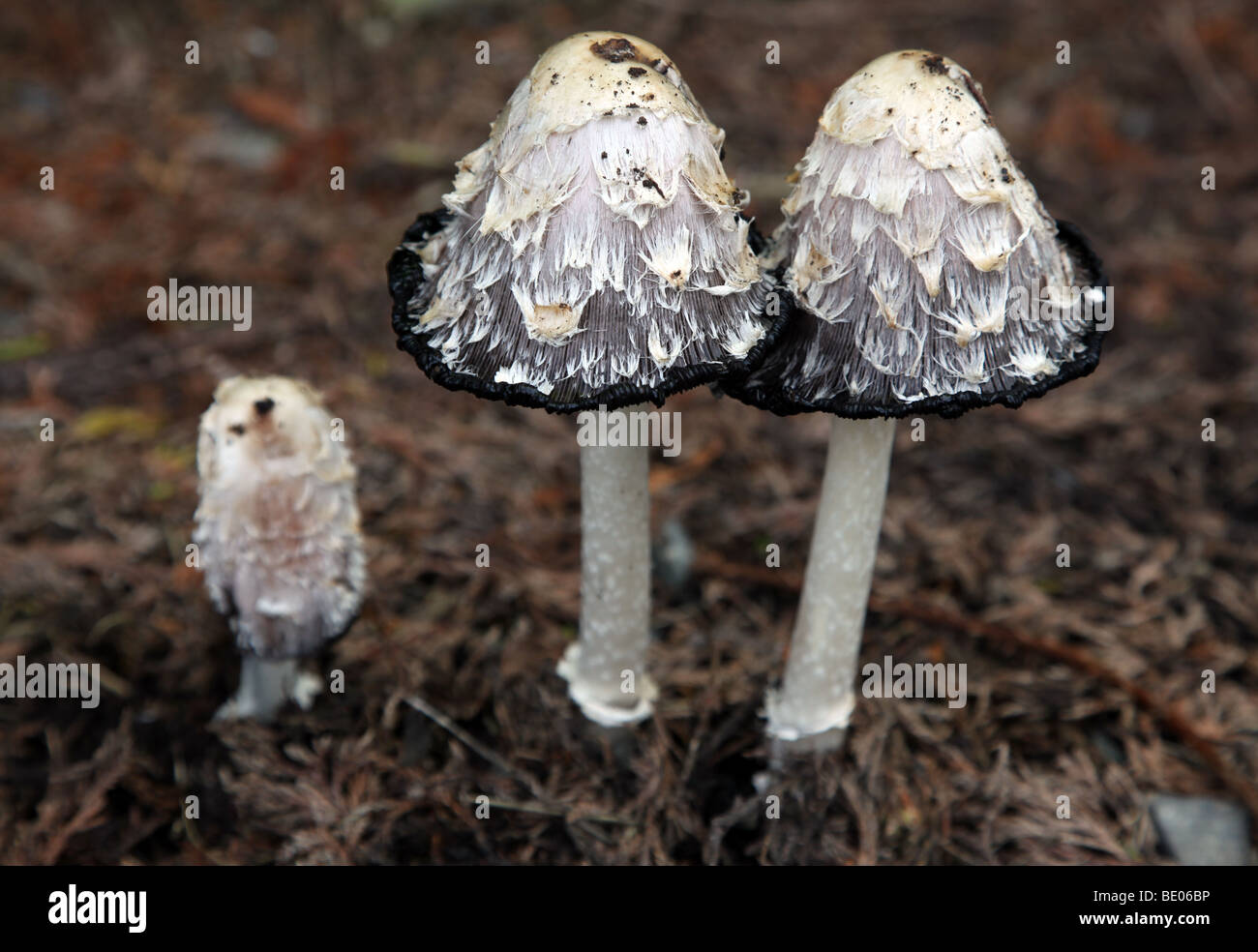 Inkcap Coprinus comatus, Shaggy, champignons comestibles Banque D'Images