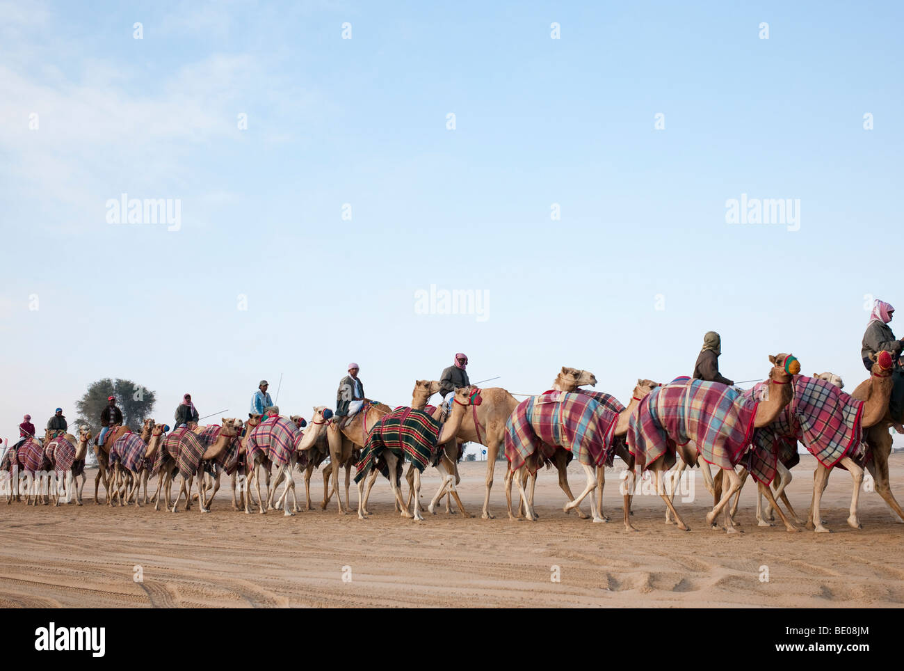 Lors de la piste de course de chameaux Nadl Sheba, Dubaï. Banque D'Images