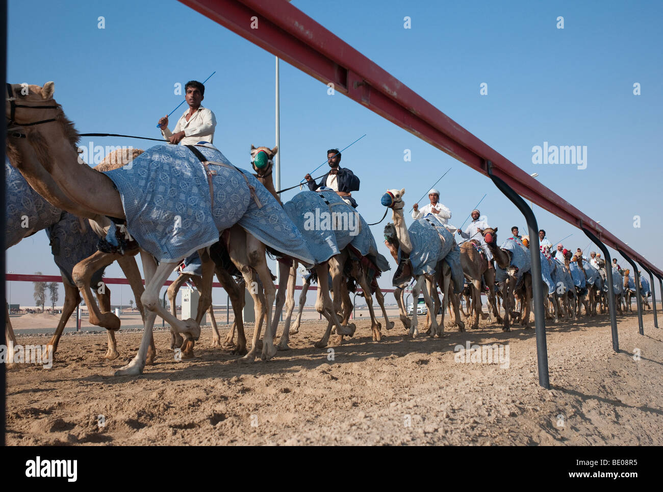 Les courses de chameaux à Dubaï, Émirats Arabes Unis Banque D'Images