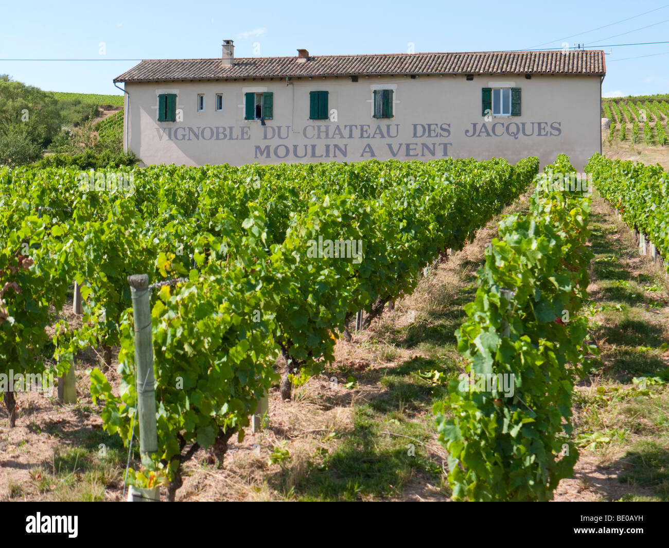 Un vignoble du célèbre vignoble du Beaujolais de Château des Jacques Moulin à Vent dans la zone viticole. Banque D'Images