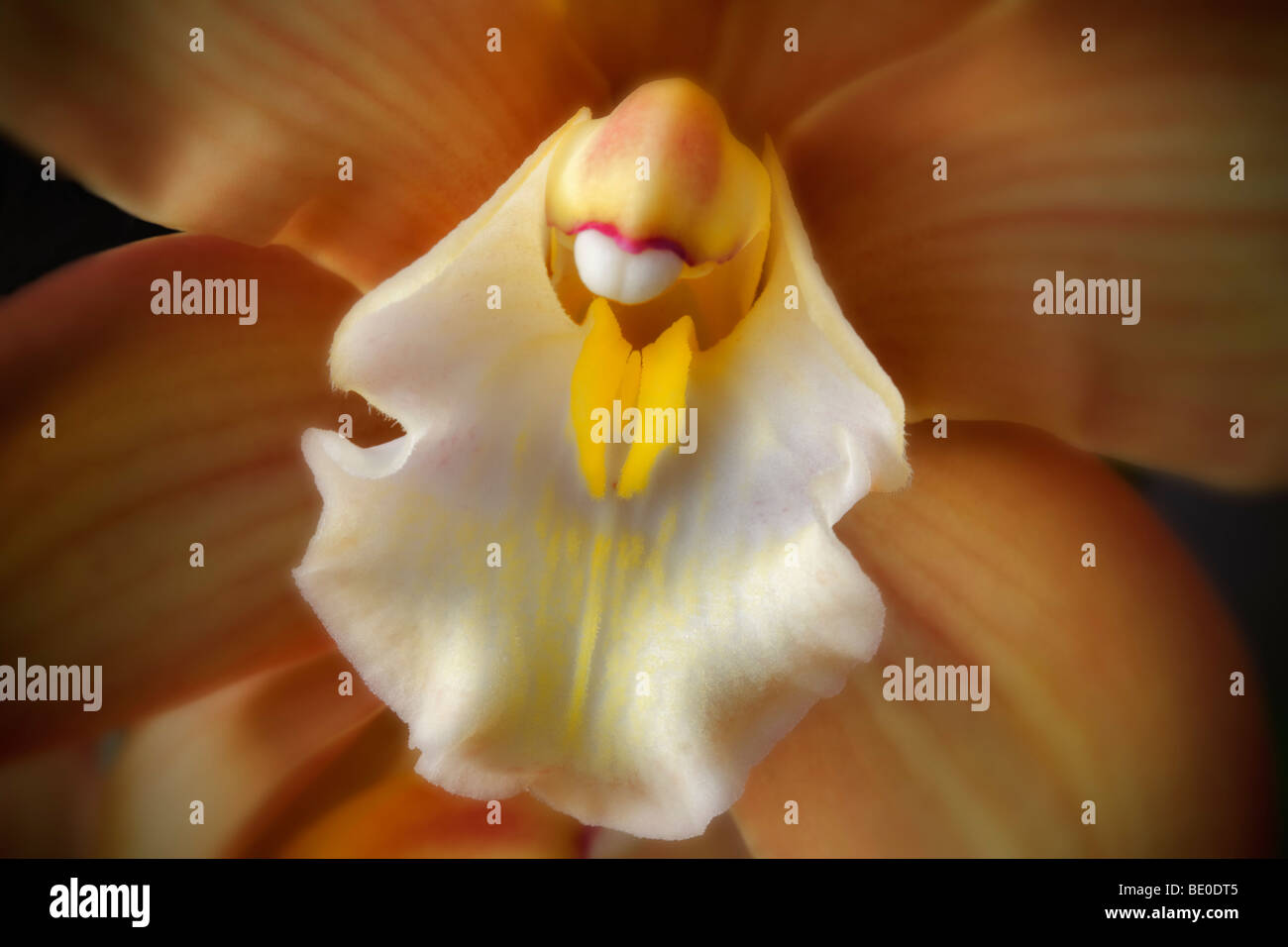 Close up d'orchidée cymbidium. Al's Nursery, Woodburn, Oregon Banque D'Images