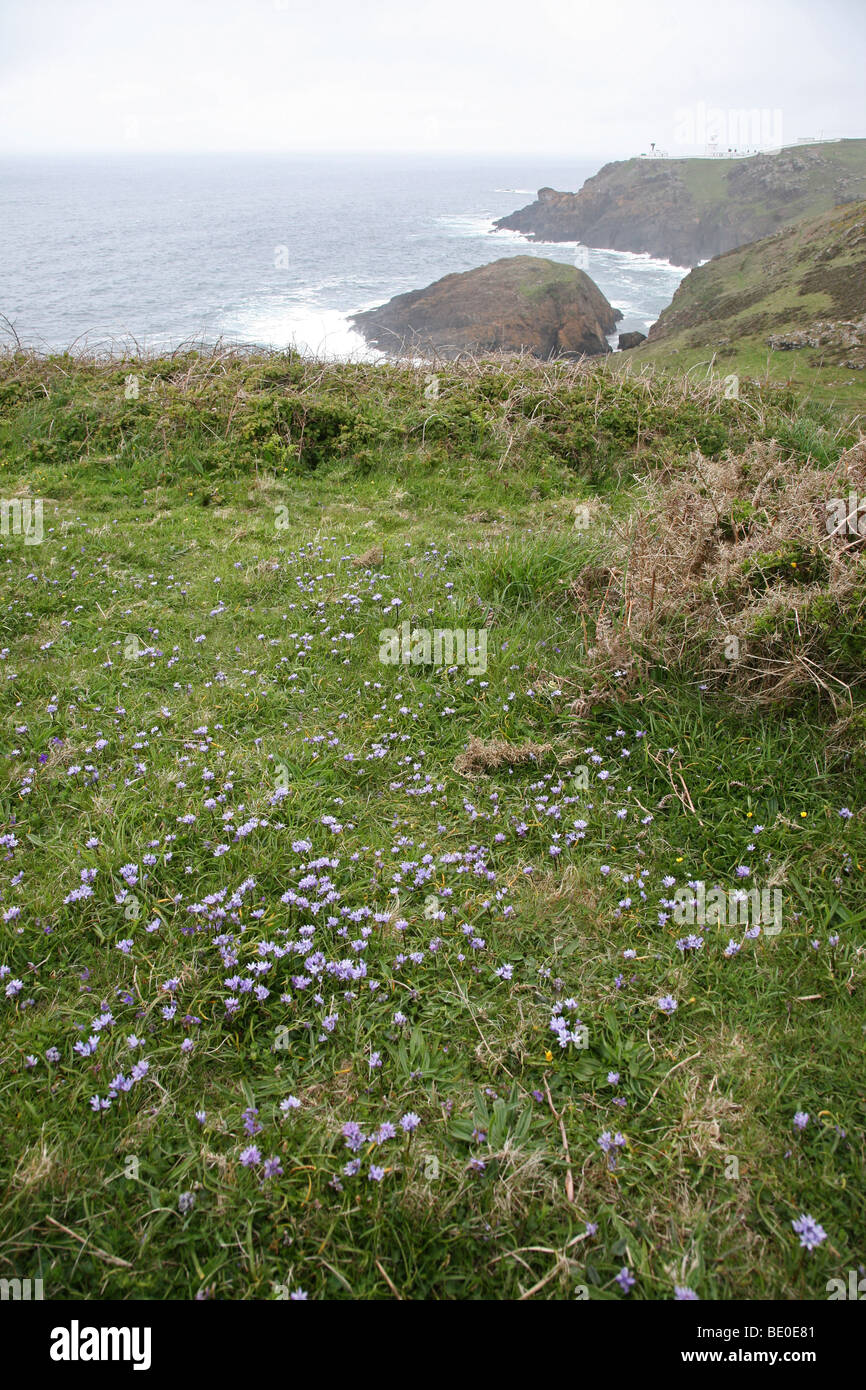 Pendeen regardant vers le phare et le rocher Enys de la South West Coast Path avec Squill ressort en premier plan Banque D'Images