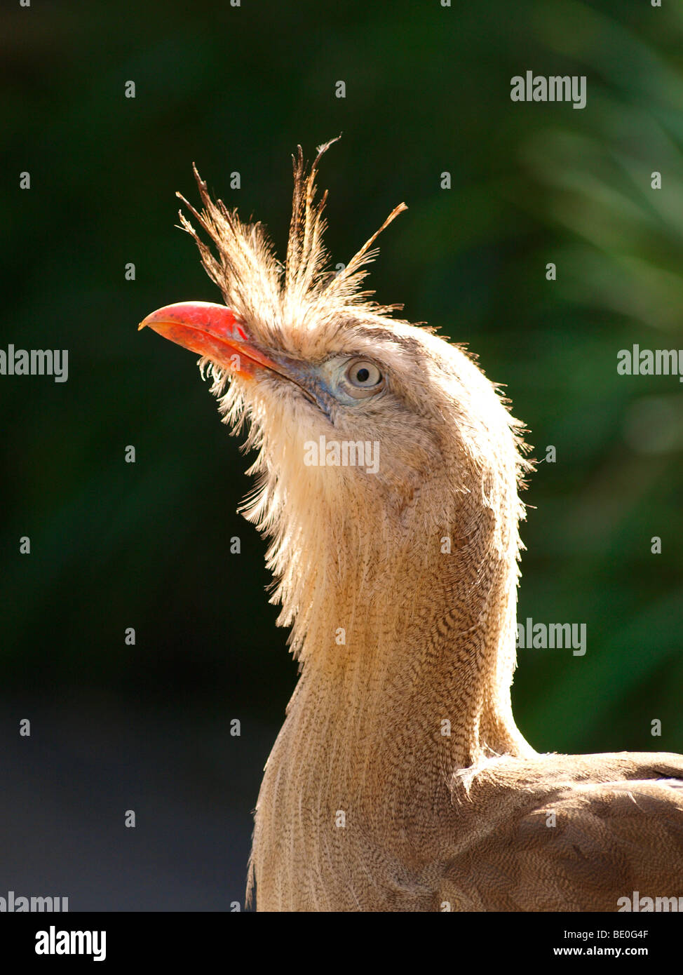 Pattes rouges ou Seriema Cariama cristata Cariama huppe,. Banque D'Images