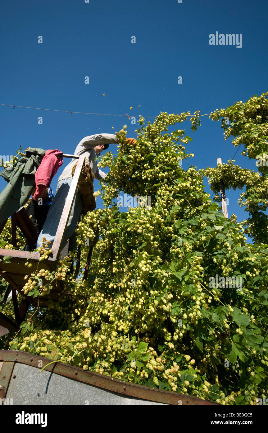 Couper la récolte du houblon dans le Kent Hop Garden Banque D'Images