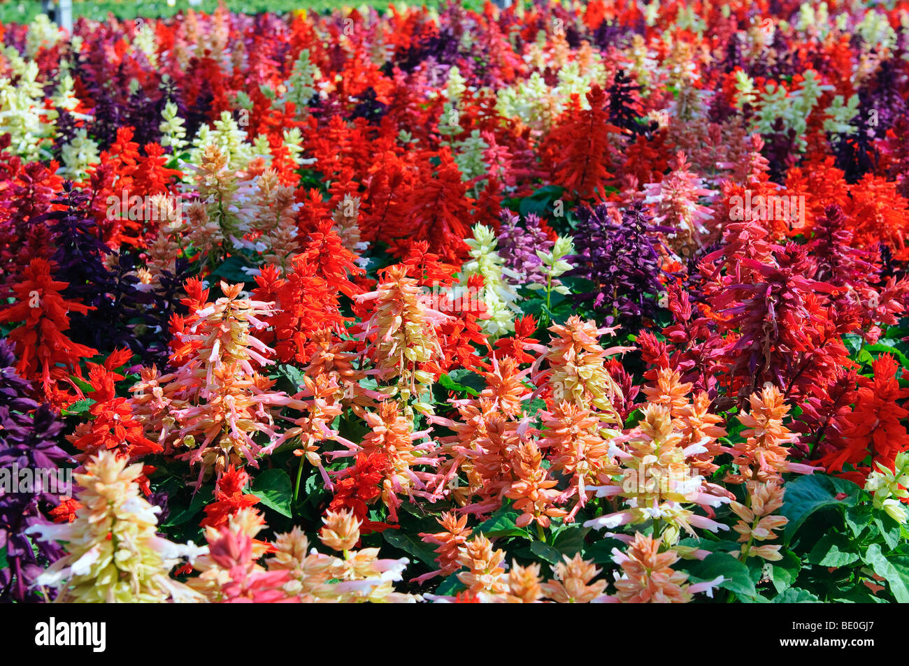 Plante Fleurs Salvia Banque D'Images