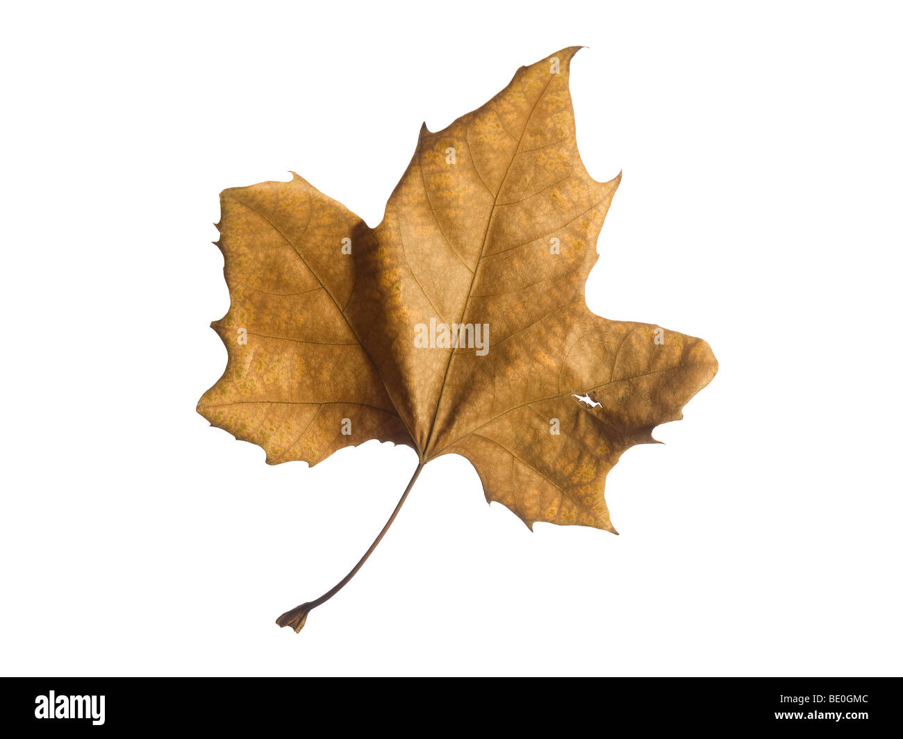 Une seule feuille d'automne isolé sur un fond blanc. Banque D'Images