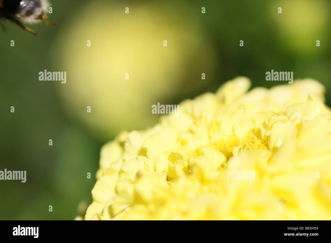 Trop tard, buff-tailed bourdon, volant de fleur Banque D'Images