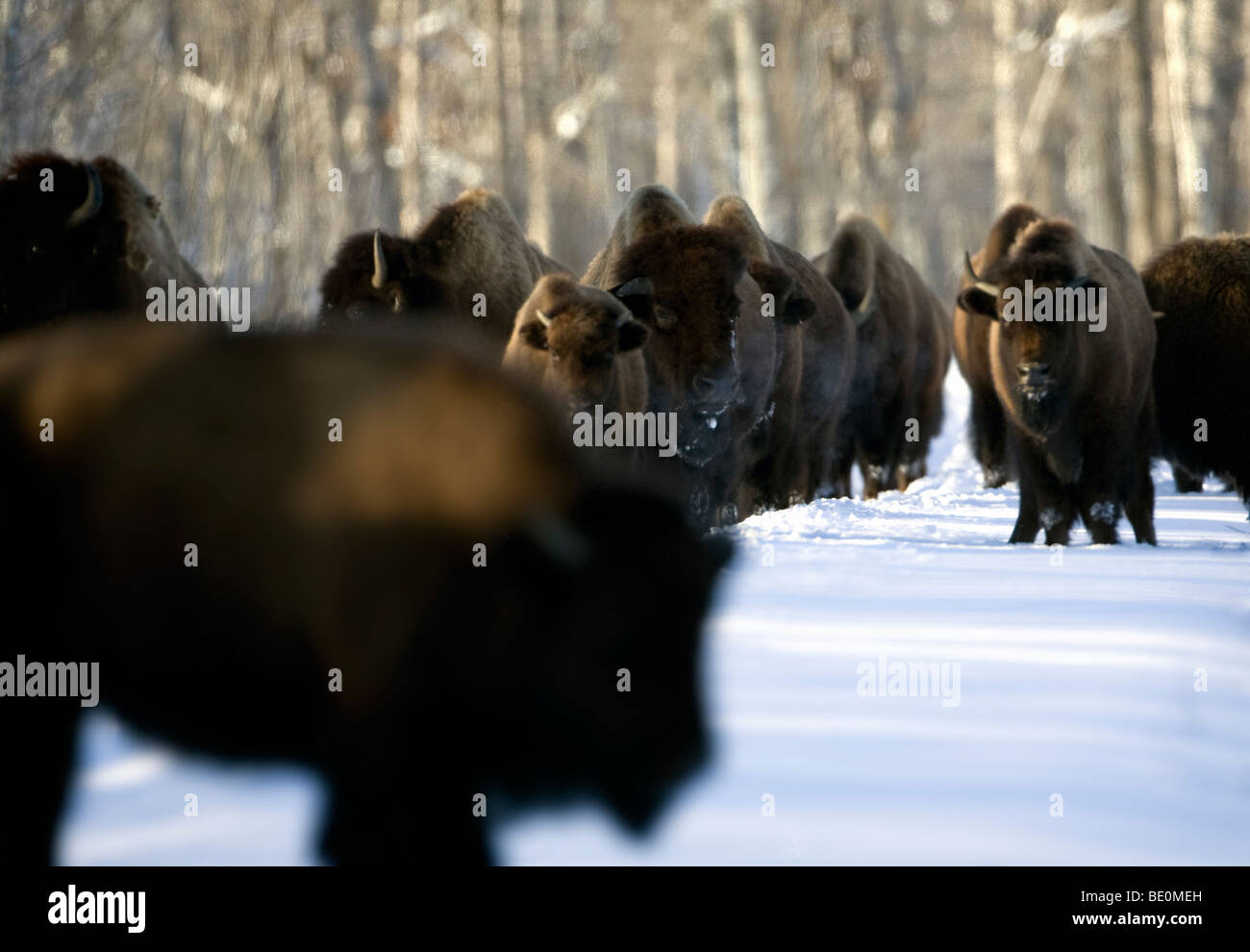 Troupeau de bisons dans la neige Banque D'Images