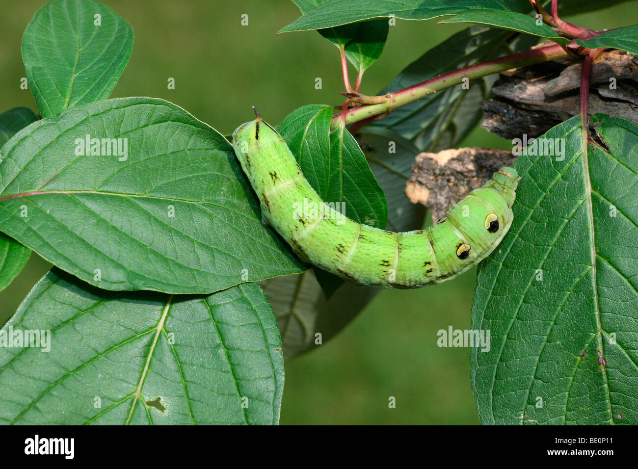 La chenille de Convolvulus Hawk-moth (Agrius convolvuli) Banque D'Images