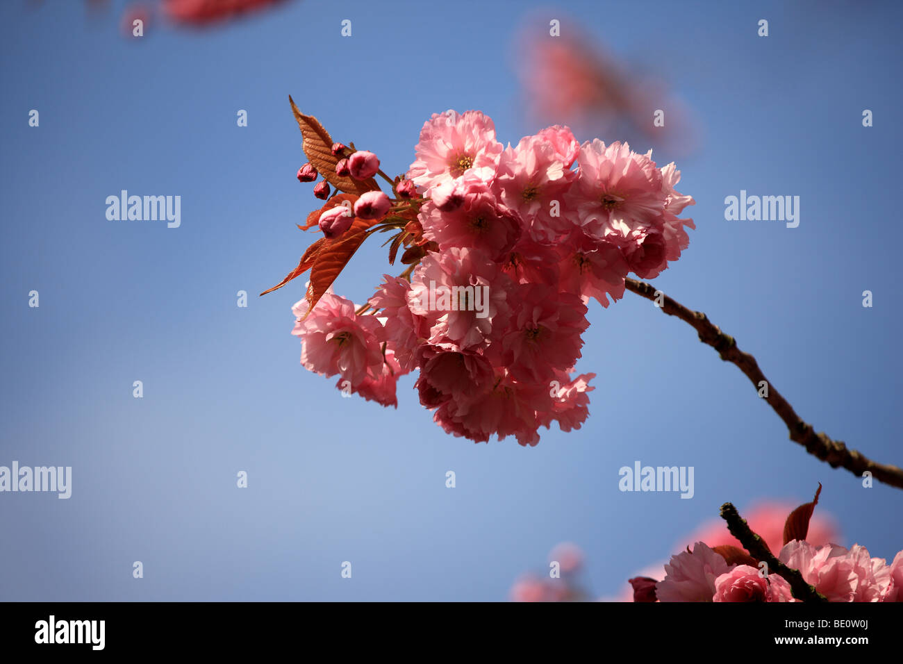 Fleur de cerisier sur fond de ciel bleu Banque D'Images