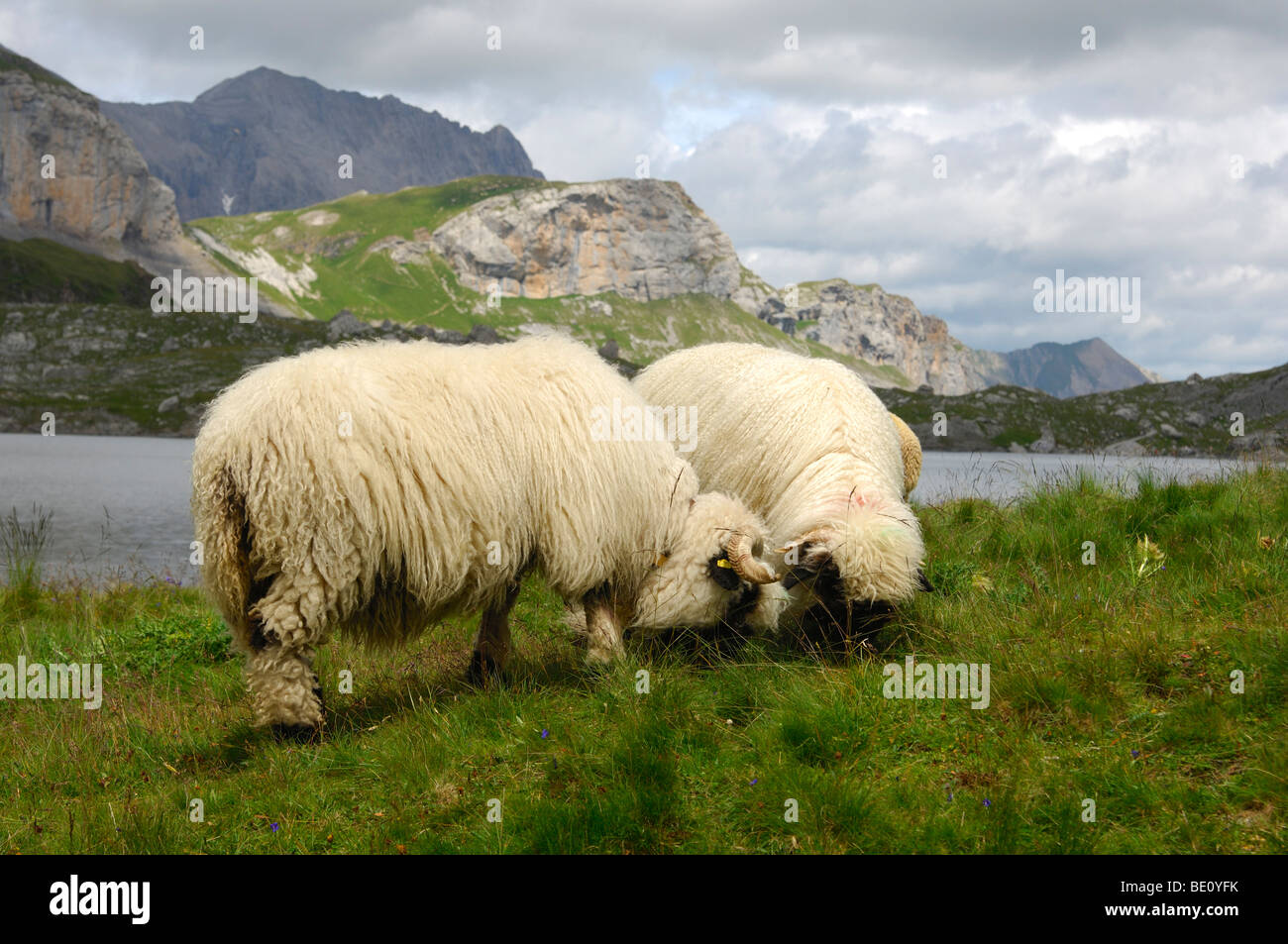 Deux moutons de la race Suisse Walliser Schwarznasenschaf pâturage sur un alpage, Alpes Pennines, Valais, Suisse Banque D'Images