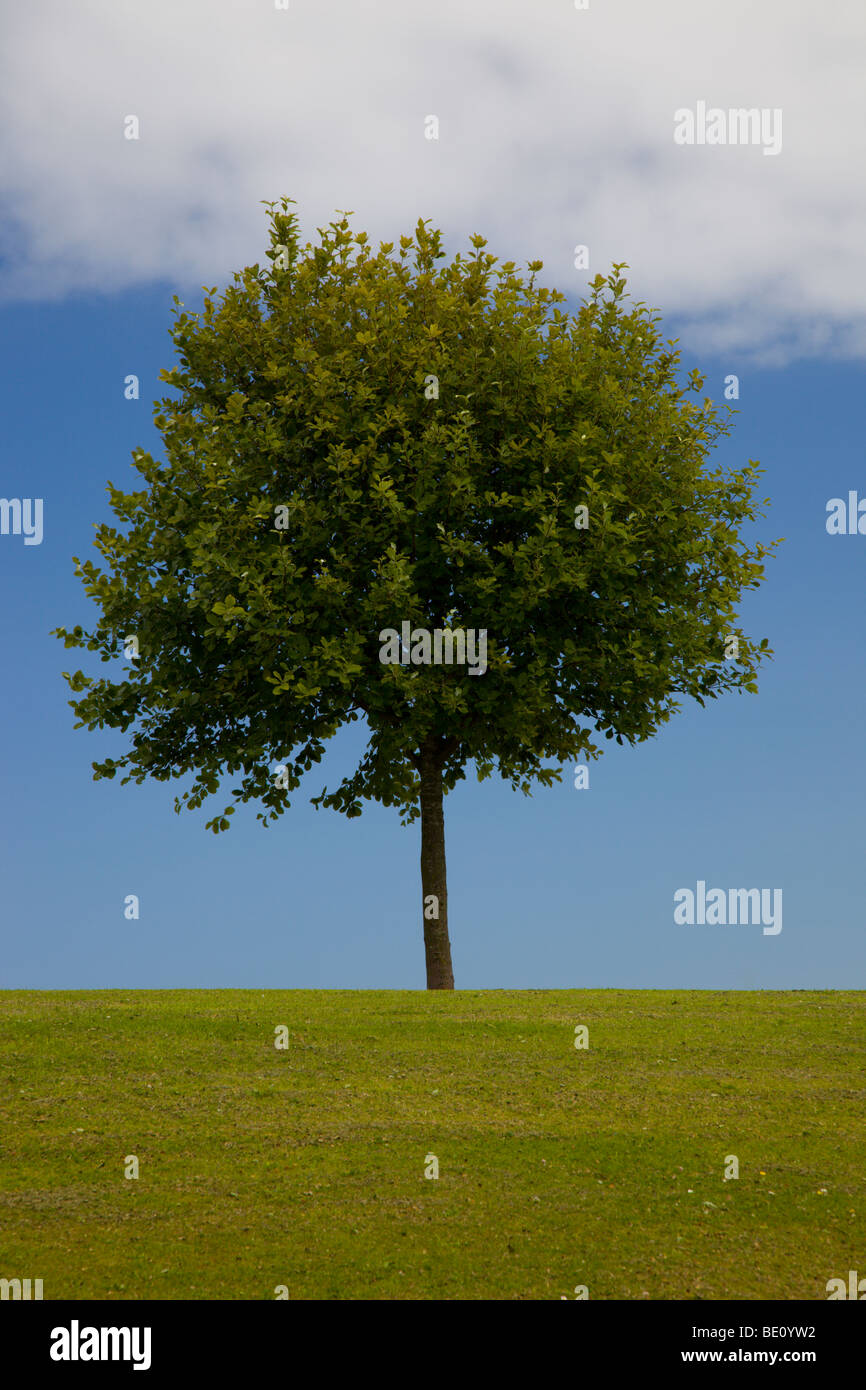 Un arbre isolé avec de l'herbe et ciel bleu Banque D'Images