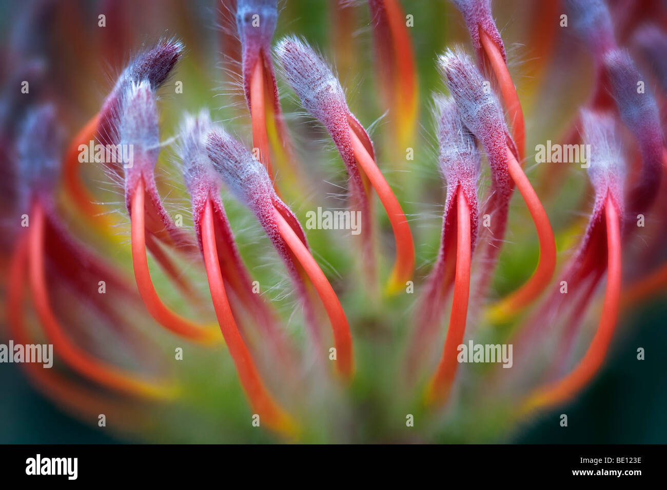 Close up of Protea Flower. Al's sage femme. Woodburn, Oregon Banque D'Images