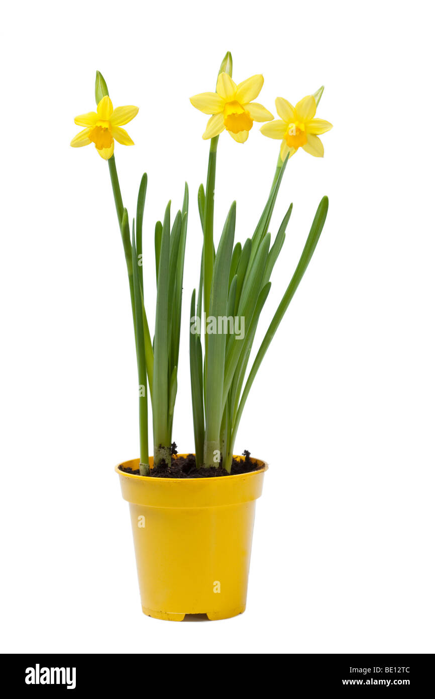 Jaune jonquille des fleurs en pot Photo Stock - Alamy