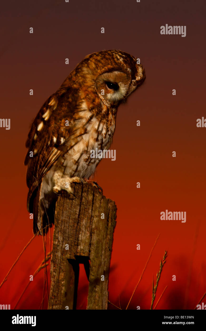 Tawny Owl (Strix Aluco enr.) Banque D'Images