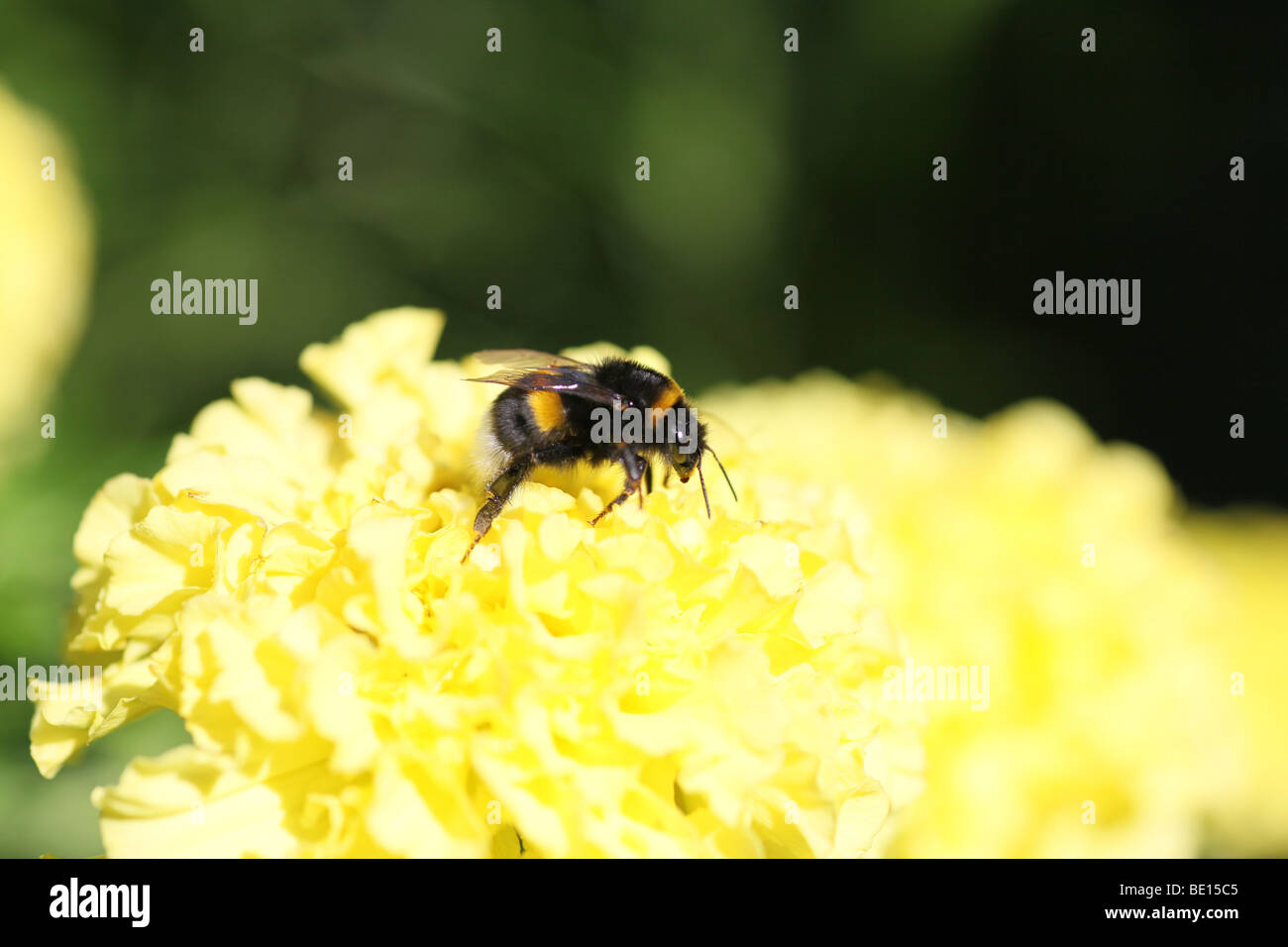Buff-queue, bourdon Bombus terrestris, sur fleur Banque D'Images