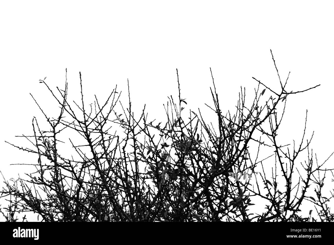 Des branches d'arbre isolé sur blanc. Fond naturel. Banque D'Images