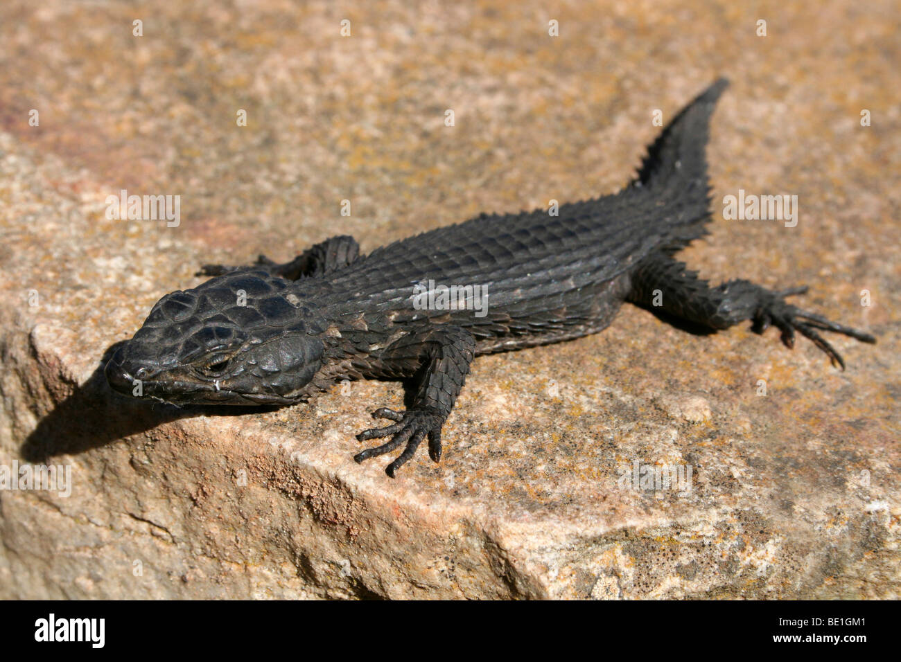 Noir (CAPE) Girdled Lizard dans le Parc National de la péninsule du Cap, Afrique du Sud Banque D'Images