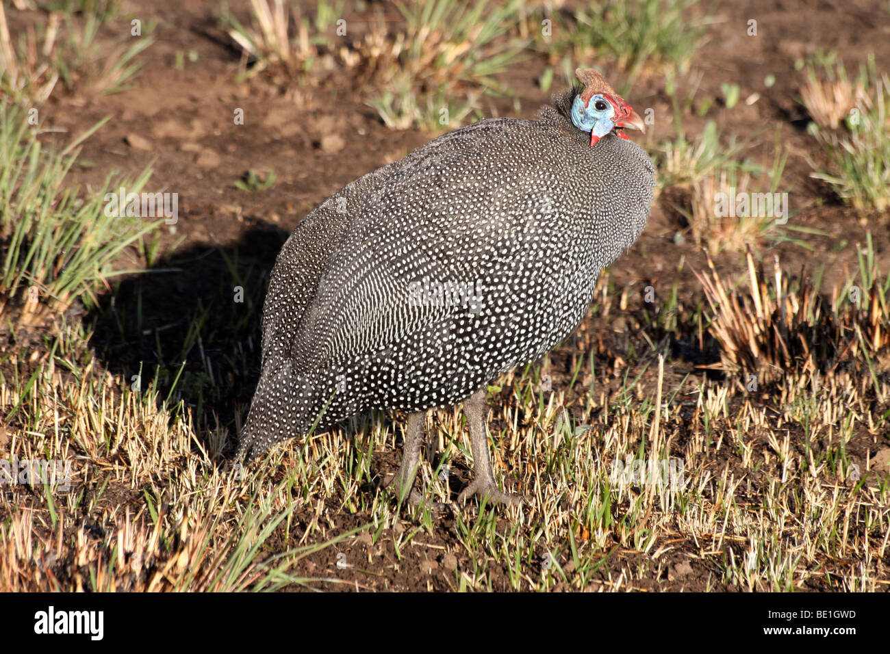 Pintade de Numidie (Numida meleagris) dans les montagnes du Drakensberg, Site du patrimoine mondial de l'UNESCO, Afrique du Sud Banque D'Images