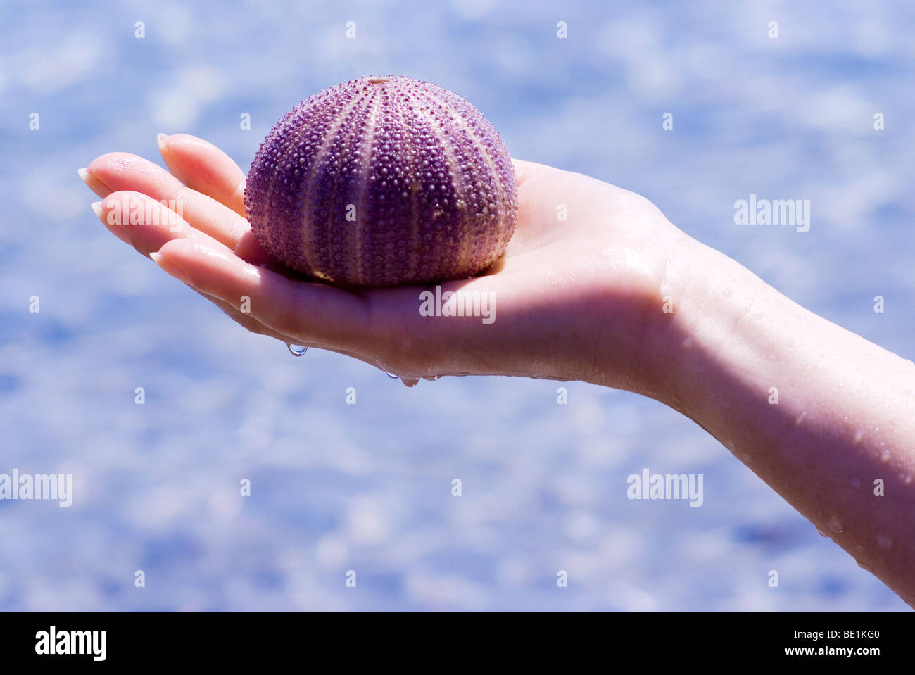 Squelette de l'Oursin Banque D'Images