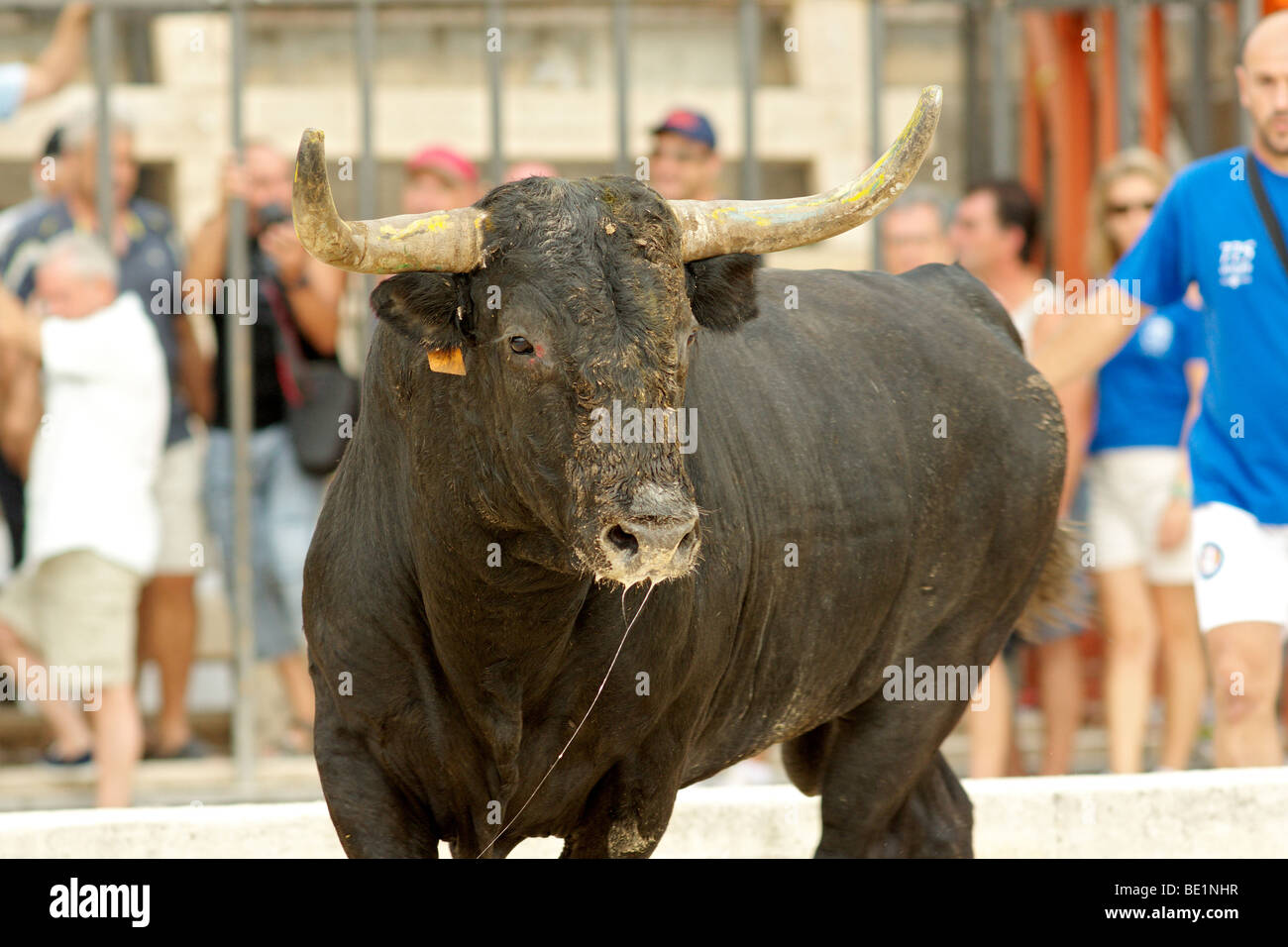 Les taureaux de la mer en Espagne Banque D'Images