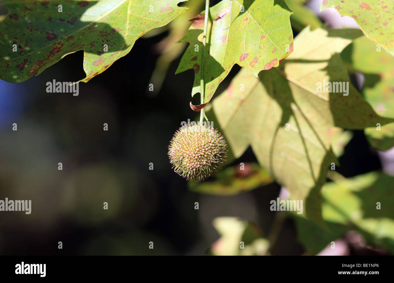 Un Sycomore Platanus occidentalis avion américain, Occidental avion et Buttonwood Banque D'Images