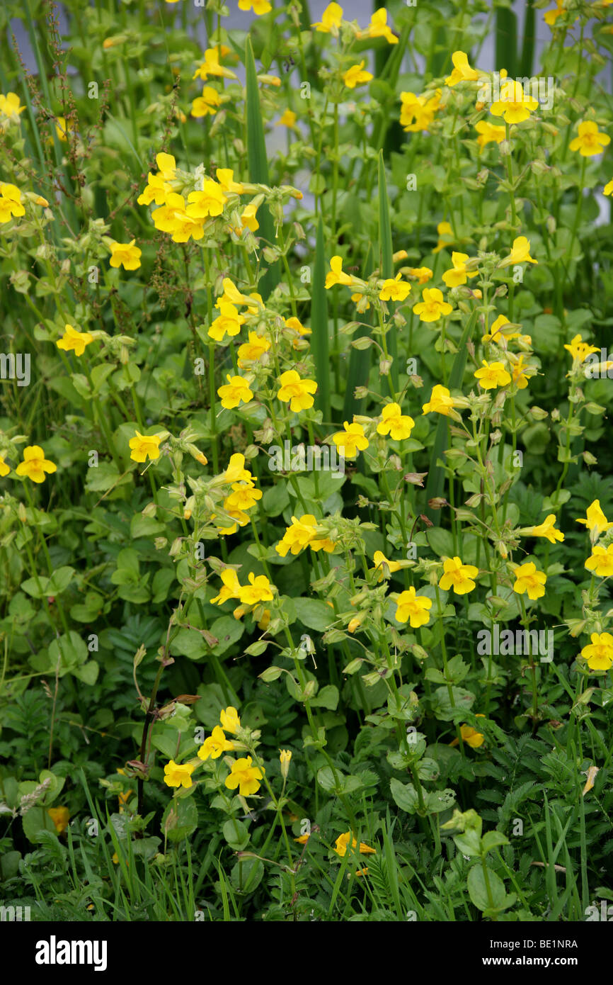 Monkey Flower, Mimulus guttatus, Phrymaceae ou Scrophulariaceae, UK, Europe, Amérique du Nord de l'Australie. Banque D'Images