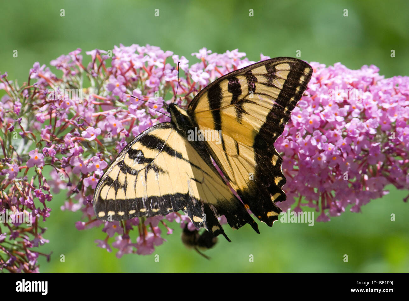 IMG_0722R1 l'Est Tiger Swallowtail Butterfly sur l'arbre aux papillons Banque D'Images