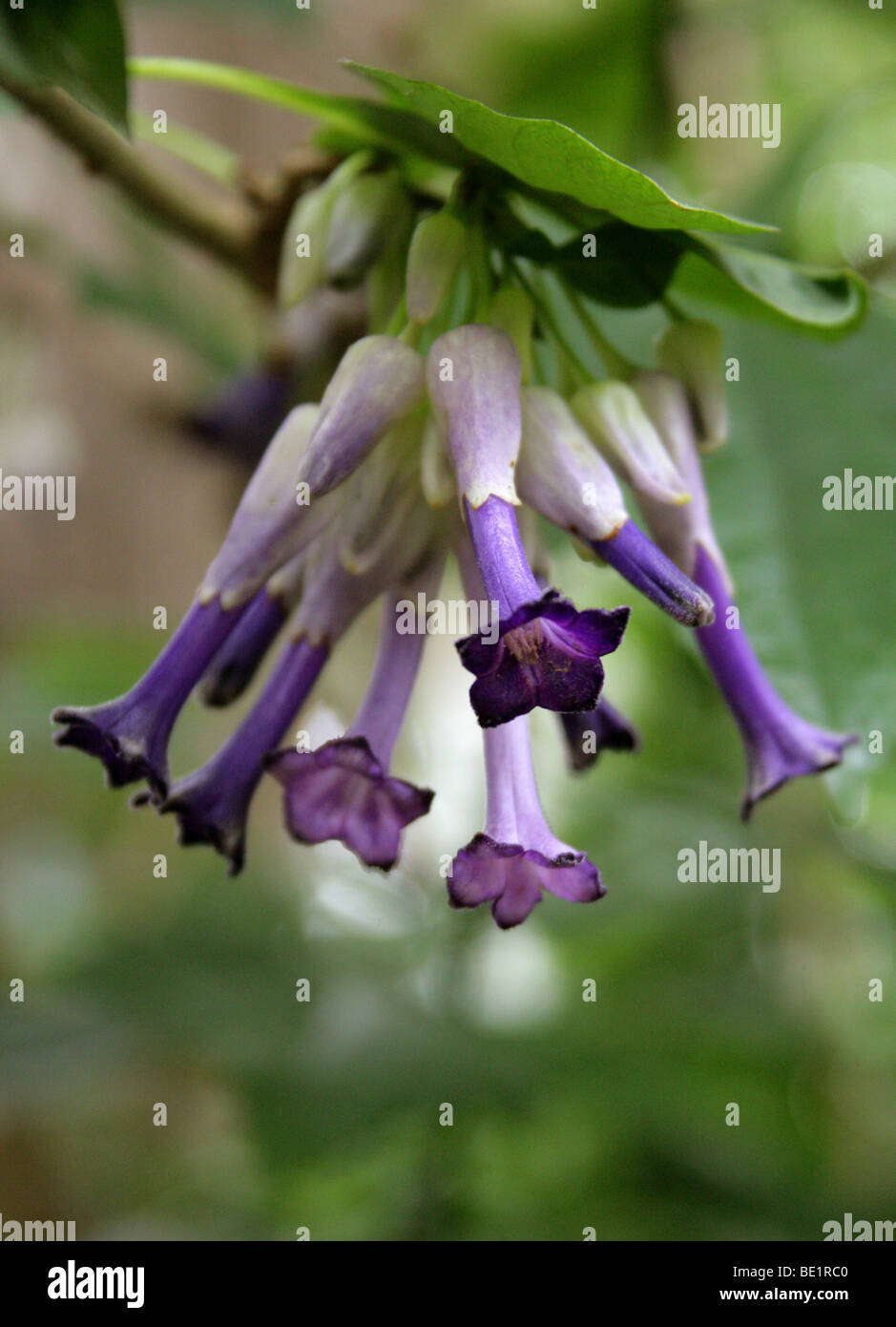 Iochroma calycina, Solanaceae, Equateur, Amérique du Sud Banque D'Images
