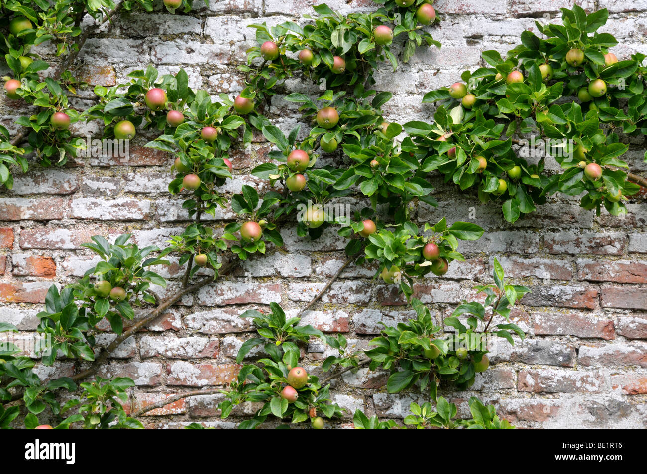 La croissance des pommes dans un jardin clos. Banque D'Images