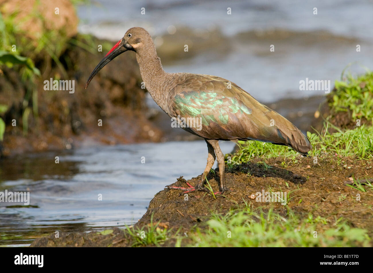 Ibis au lac Victoria, Ouganda Banque D'Images