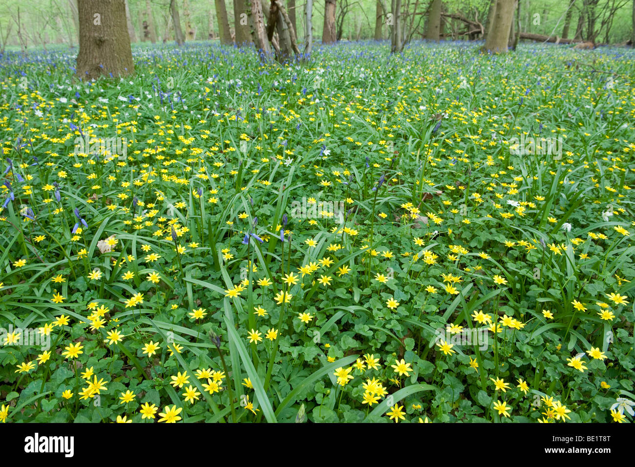 Anémone des bois Anemone nemorosa Bluebells Hyacinthoides non-scriptus Lesser Celandine Ranunculus ficaria Banque D'Images