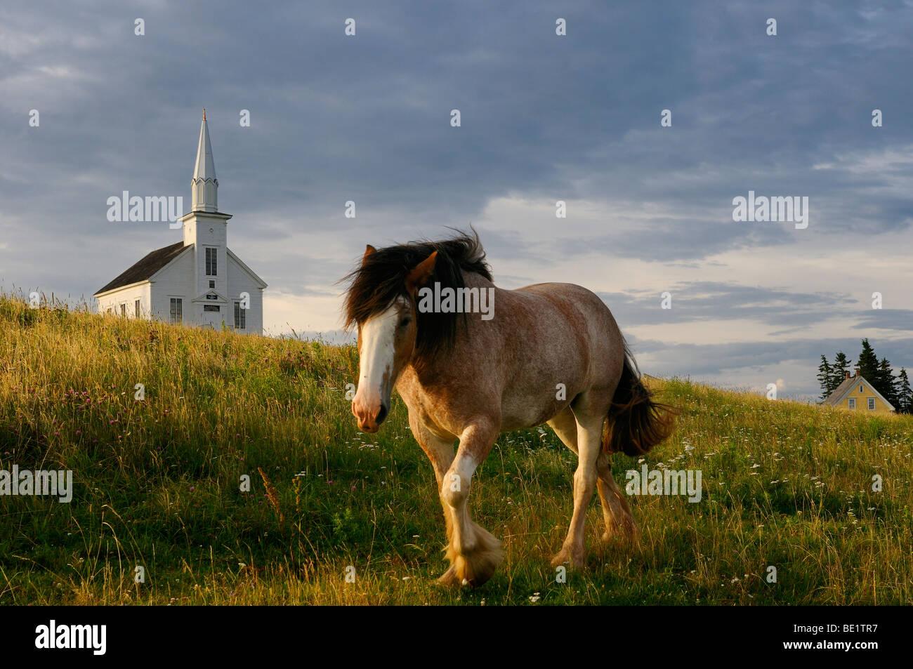 Balades cheval clydesdale dans le champ au coucher du soleil au Highland Village Museum à iona l'île du Cap-Breton, Nouvelle-Écosse Canada Banque D'Images