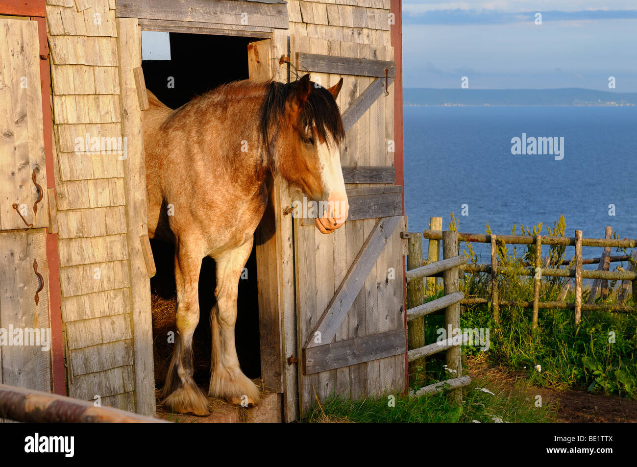 Clydesdale horse au porte de l'étable au coucher du soleil sur le lac Bras d'Or au Highland Village Museum iona l'île du Cap-Breton, Nouvelle-Écosse Canada Banque D'Images