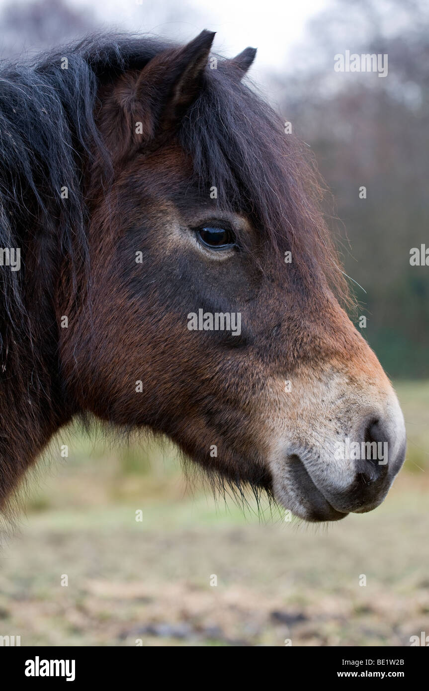 Head shot d'un poney Exmoor Banque D'Images