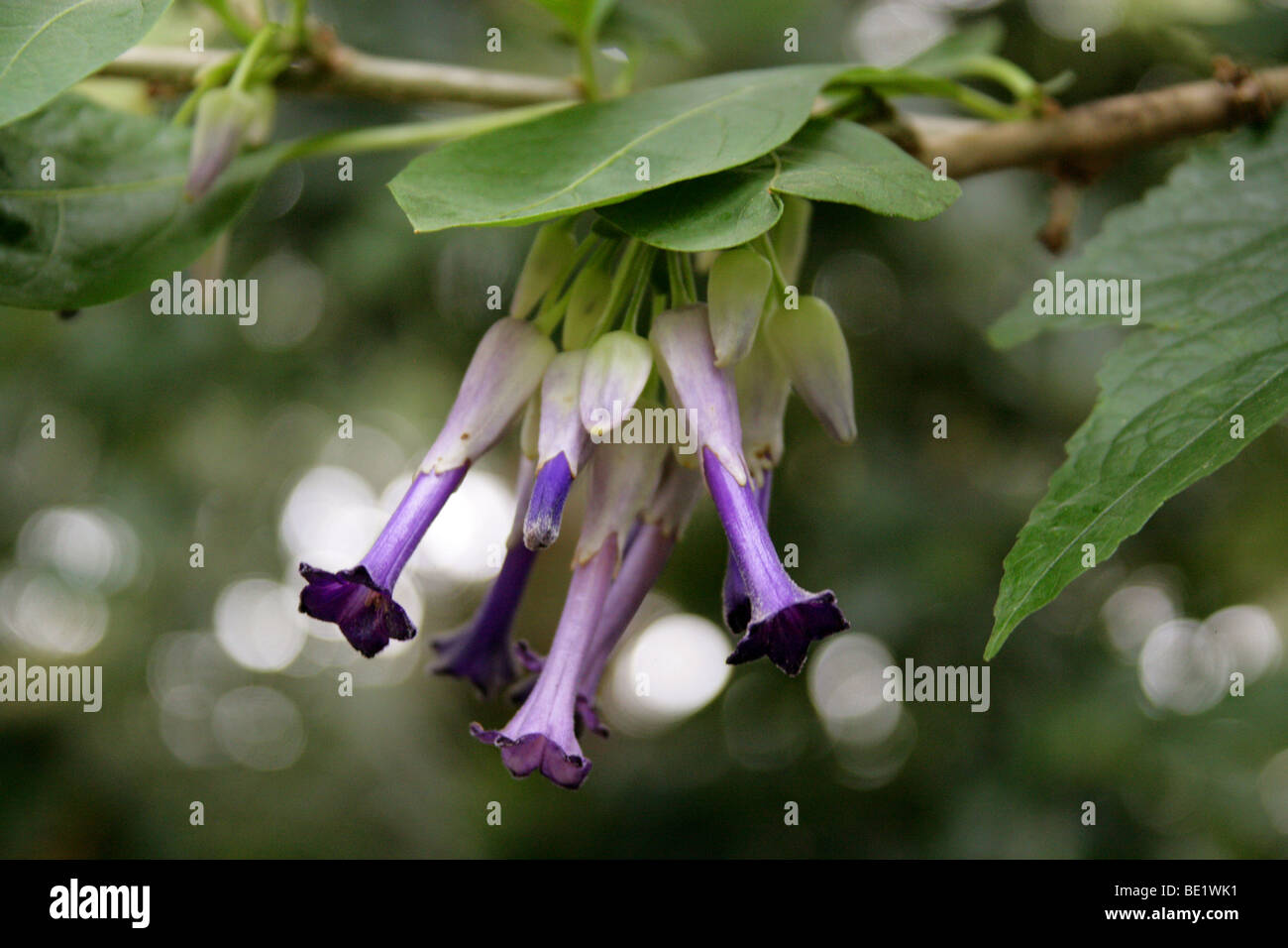 Iochroma calycina, Solanaceae, Equateur, Amérique du Sud Banque D'Images