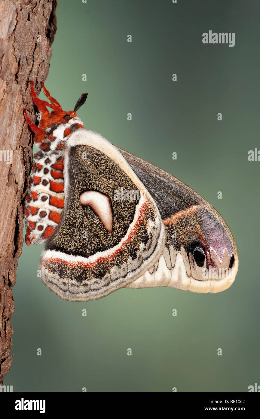 Cecropia moth robin moth hyalophora Banque de photographies et d’images ...