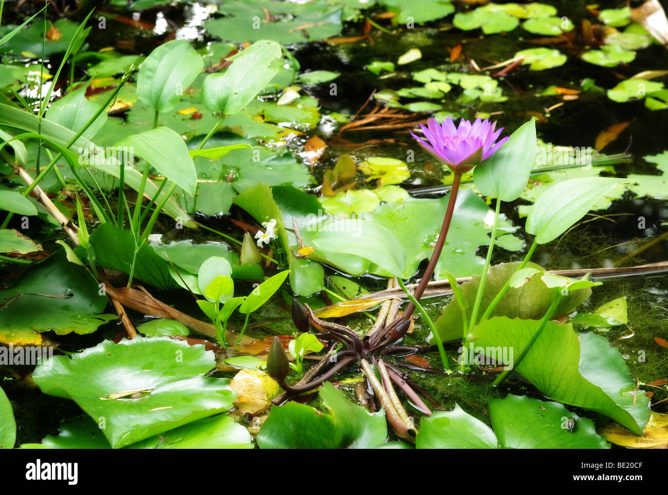 Water Lily dans l'étang ou le jardin du lac Banque D'Images