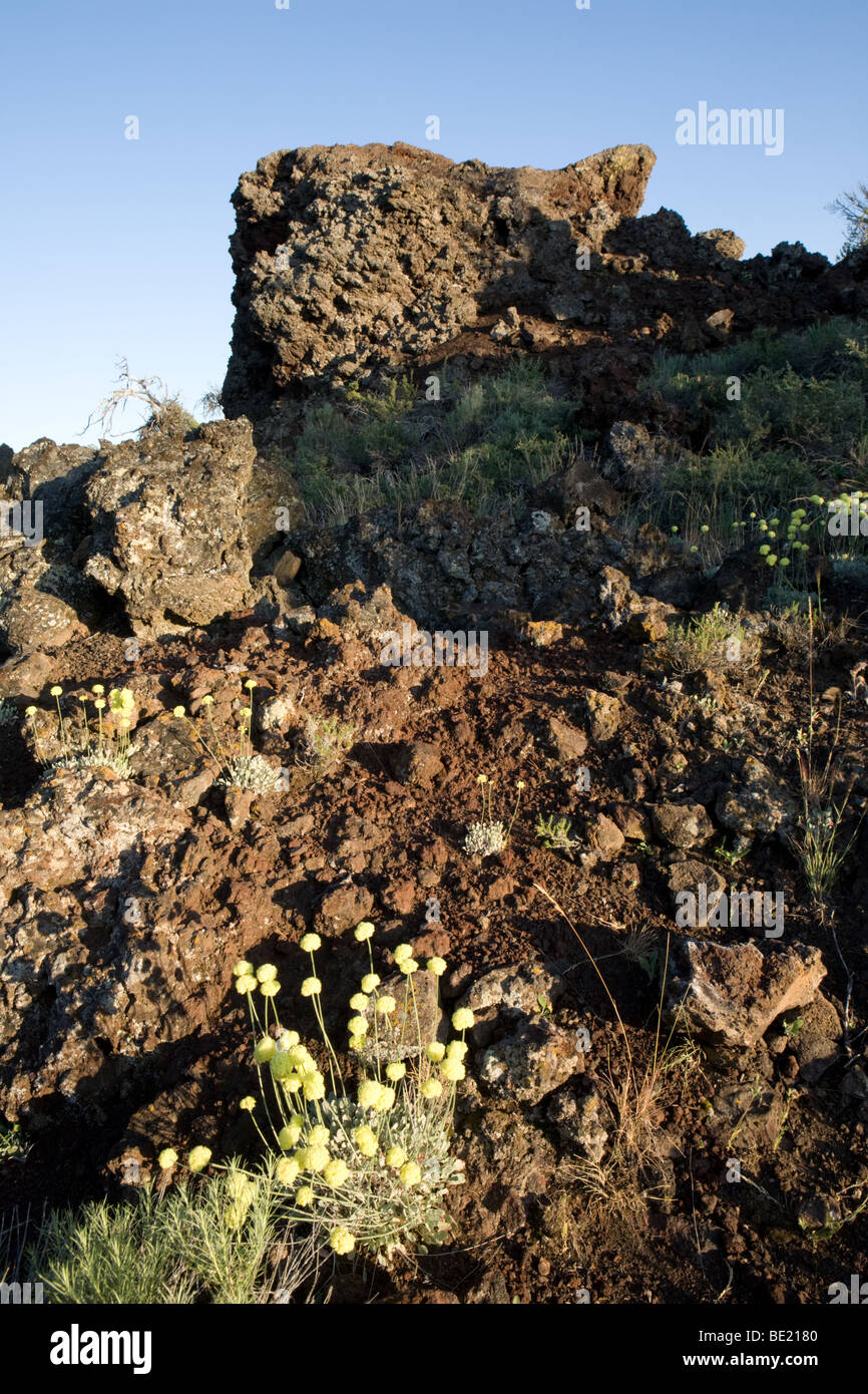 Des cônes de fleurs rares et de cratères de la Lune Monument National en Arkansas Banque D'Images