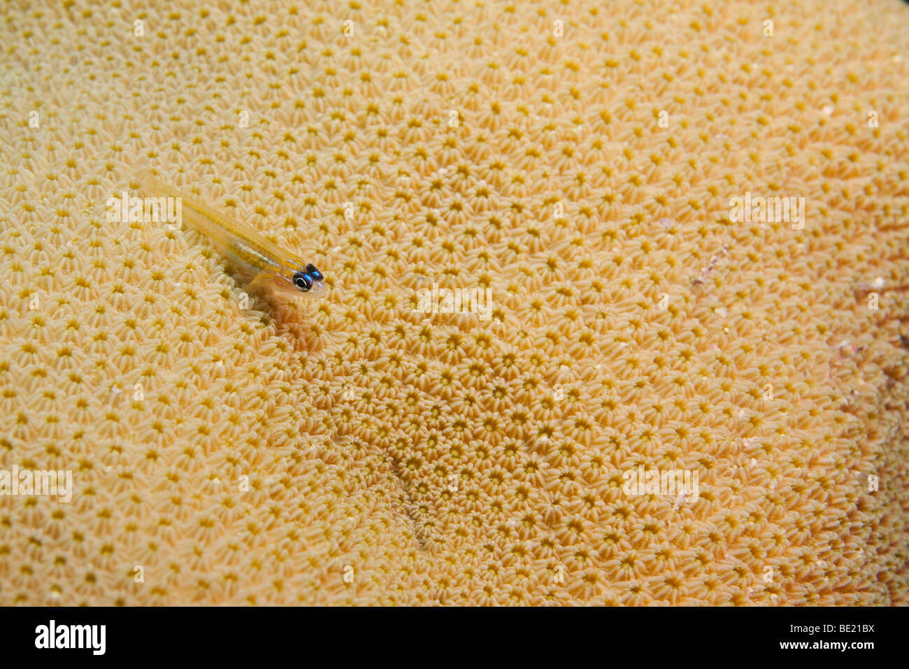 Coryphopterus lipernes gobie (menthe), sur le corail. Banque D'Images