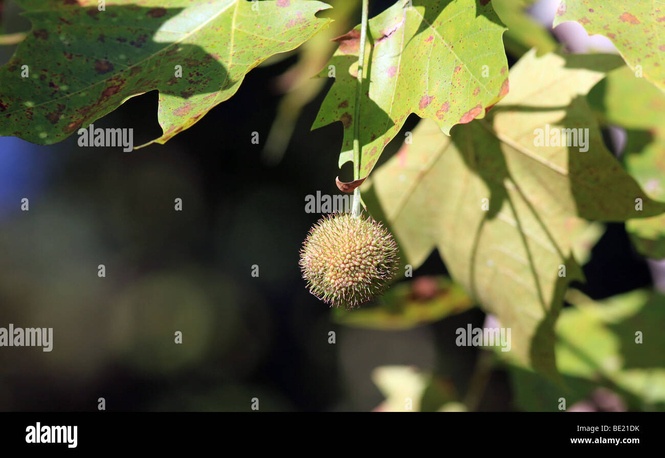 Un Sycomore Platanus occidentalis avion américain, Occidental avion et Buttonwood Banque D'Images