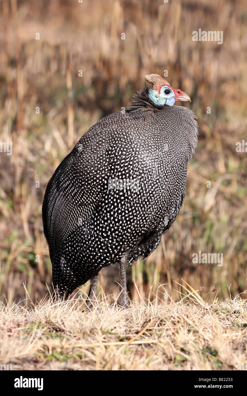Pintade de Numidie (Numida meleagris) dans les montagnes du Drakensberg, Site du patrimoine mondial de l'UNESCO, Afrique du Sud Banque D'Images
