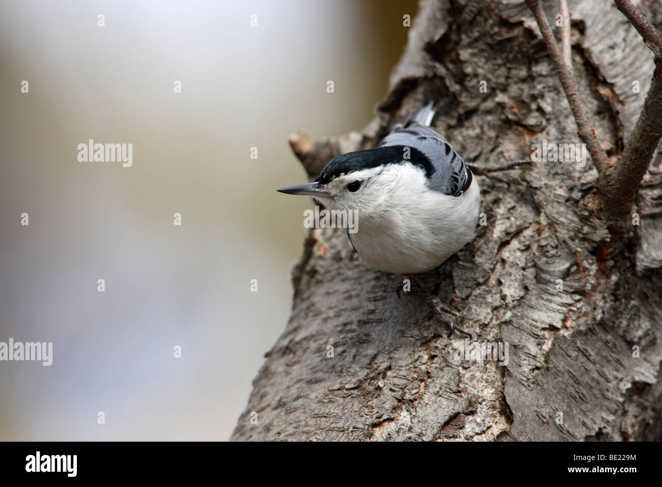 Sittelle à poitrine blanche (Sitta carolinensis) carolinenss on tree Banque D'Images