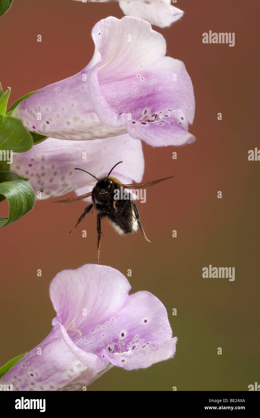 Cerf chamois bourdon Bombus terrestris en vol vol libre par le biais de la digitale pourpre fleurs technique photographique à grande vitesse Banque D'Images
