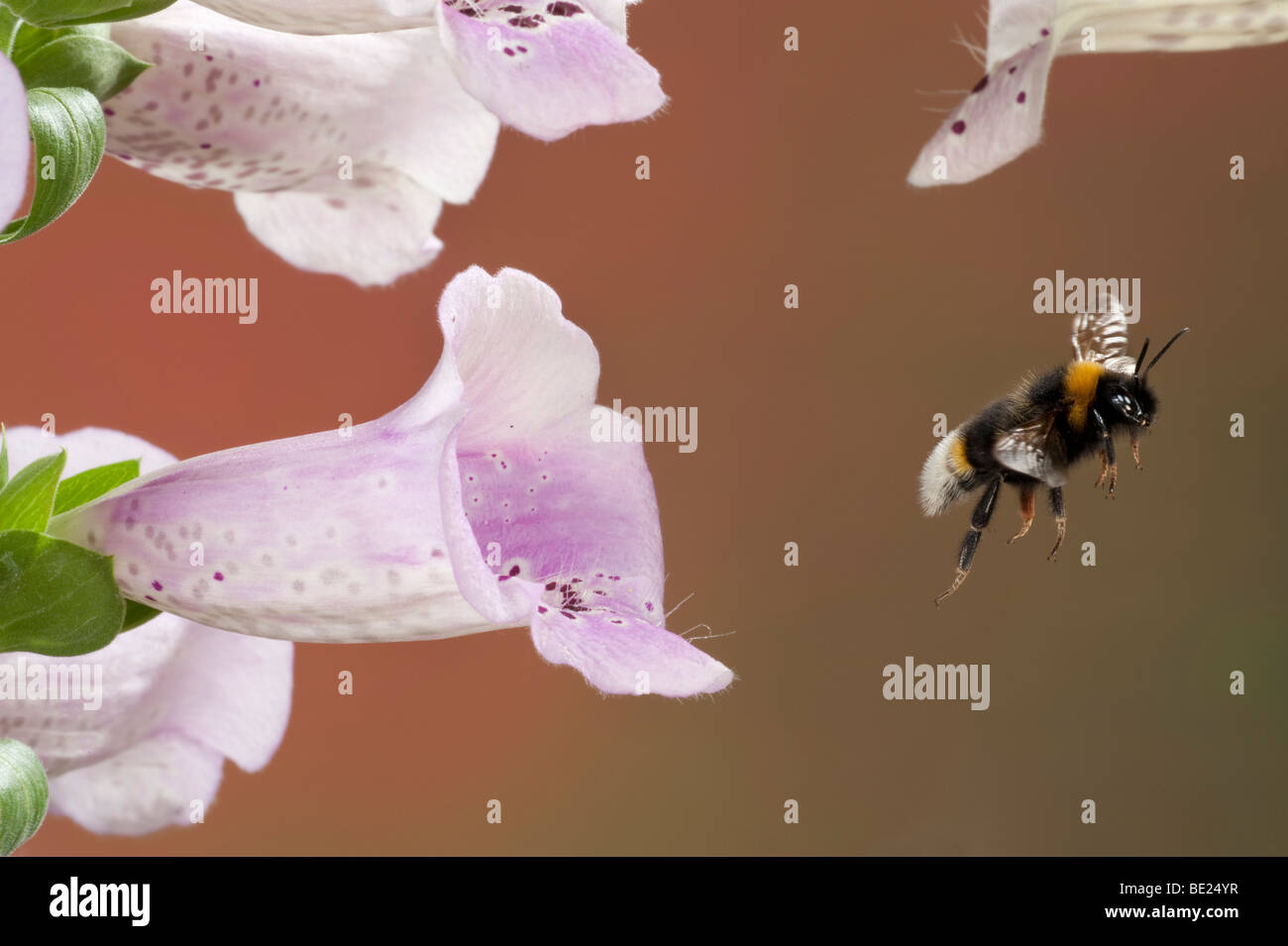 Cerf chamois bourdon Bombus terrestris en vol vol libre par le biais de la digitale pourpre fleurs technique photographique à grande vitesse Banque D'Images