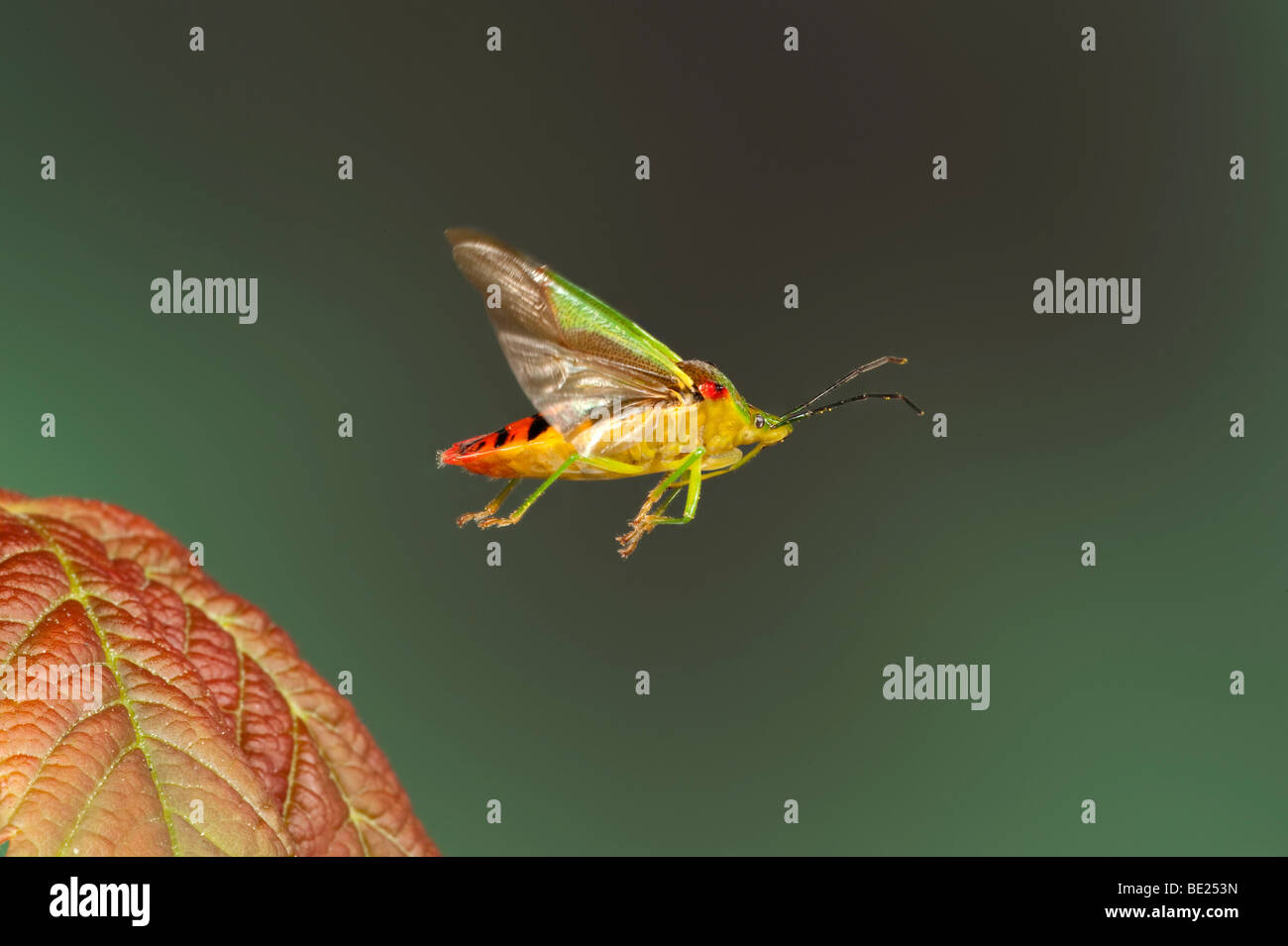 Bouclier d'aubépine Acanthosma haemorrhoidale Bug en vol vol libre Technique photographique à grande vitesse Banque D'Images