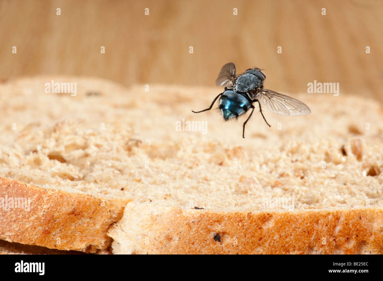 La mouche bleue Calliphora vicina en vol vol libre sur le pain dans la cuisine technique photographique à grande vitesse Banque D'Images