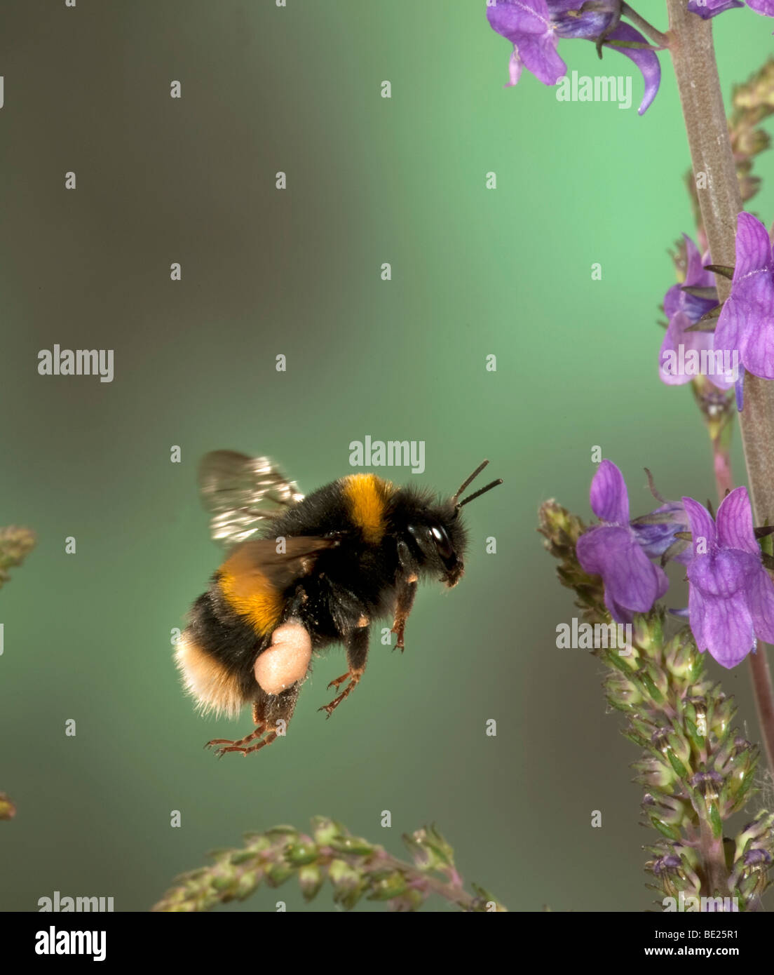 Cerf chamois bourdon Bombus terrestris voler à travers la collecte du pollen des fleurs technique photographique à grande vitesse Banque D'Images