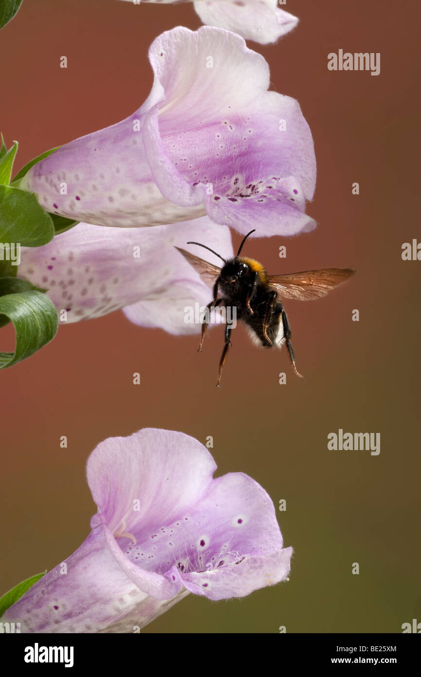 Cerf chamois bourdon Bombus terrestris en vol vol libre par le biais de la digitale pourpre fleurs technique photographique à grande vitesse Banque D'Images