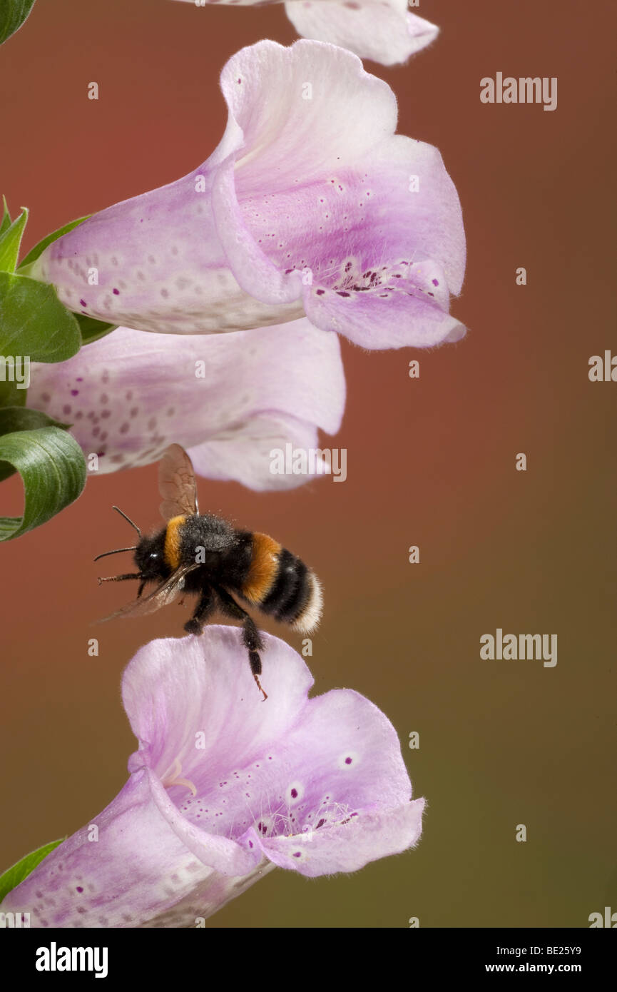 Cerf chamois bourdon Bombus terrestris en vol vol libre par le biais de la digitale pourpre fleurs technique photographique à grande vitesse Banque D'Images